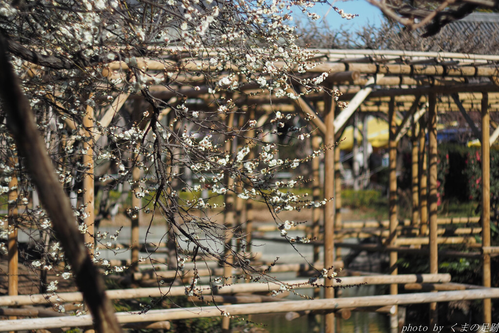 鷽替えに花添えて