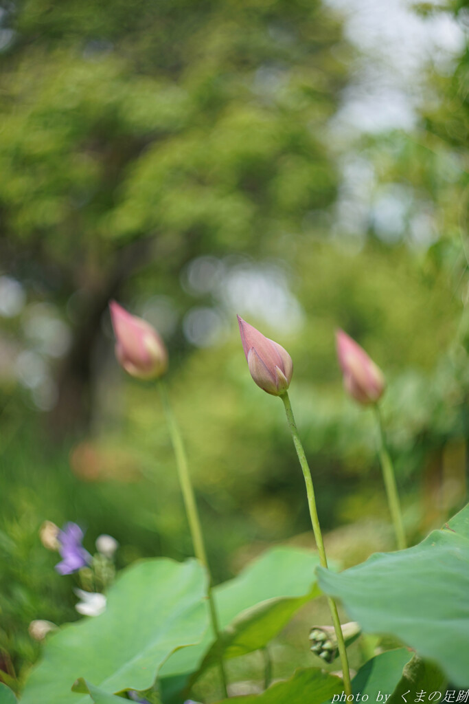 梅雨はどっちにいったの？