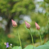 梅雨はどっちにいったの？