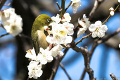 春の接吻