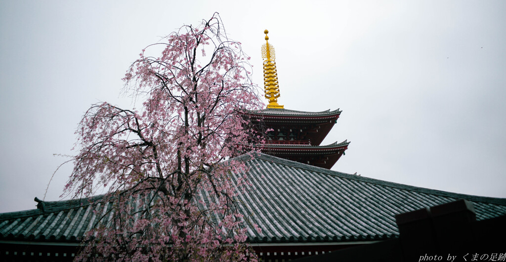 春曇る by くまの足跡:New (ID:13444745) - 写真共有サイト:PHOTOHITO