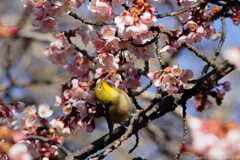 サクラ×メデル×メジロ