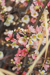 春のイロを散りばめて