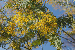 特大花粉に見えてしまう