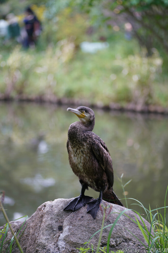 ペンギンじゃぁねぇよ