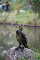 ペンギンじゃぁねぇよ