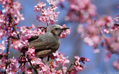 春桜謳う