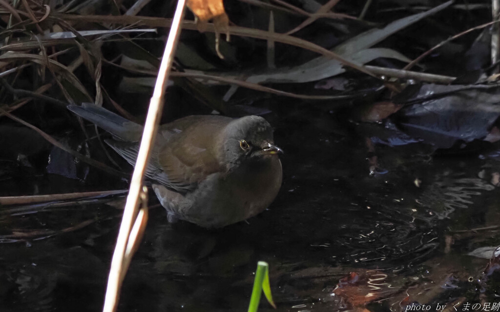 アカ･シロ付けられない！！
