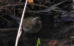 アカ･シロ付けられない！！