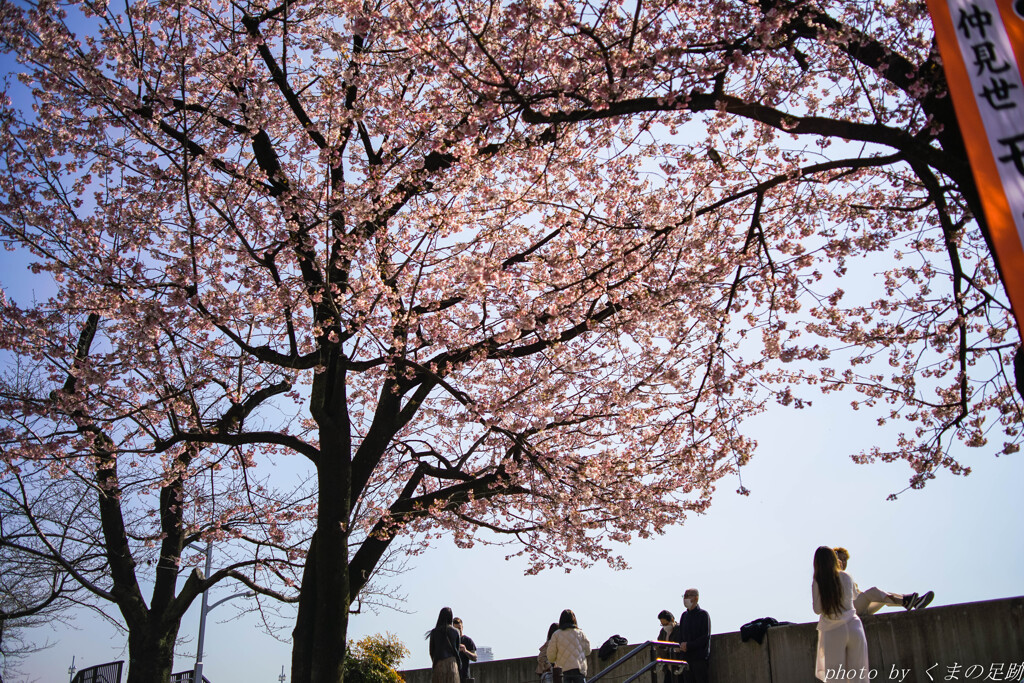中継ぎの桜