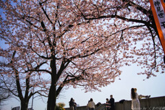 中継ぎの桜