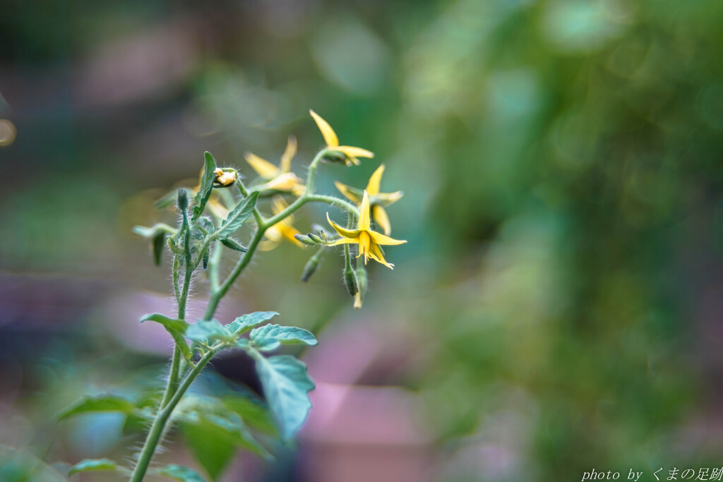 高値の花