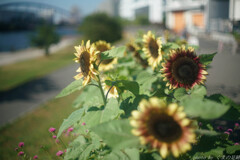 気ままな夏休み