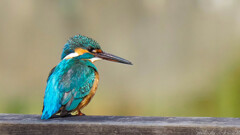 クマも歩けばカワセミに出会う