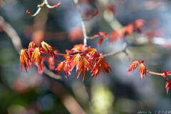 ハルに紅なう