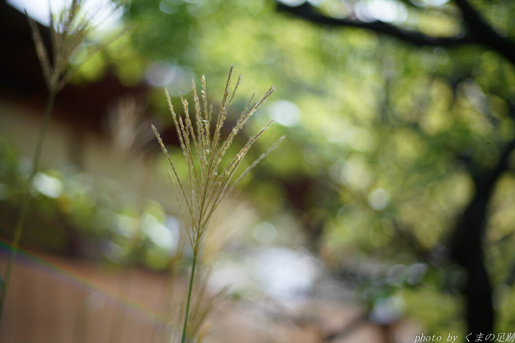 木蔭de花火
