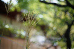 木蔭de花火