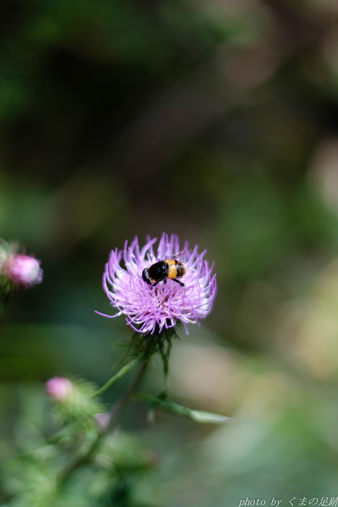 ハチとアザミ