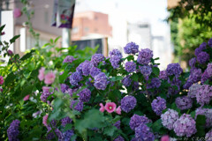 Purple wave