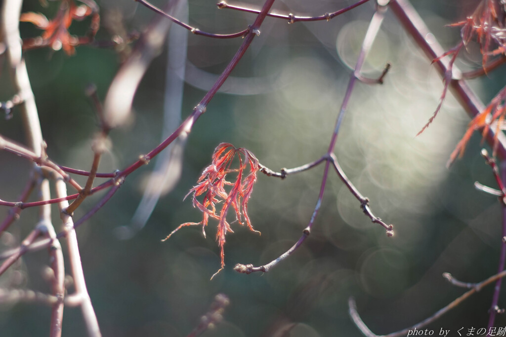 らしさを探して