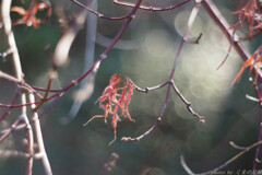 らしさを探して