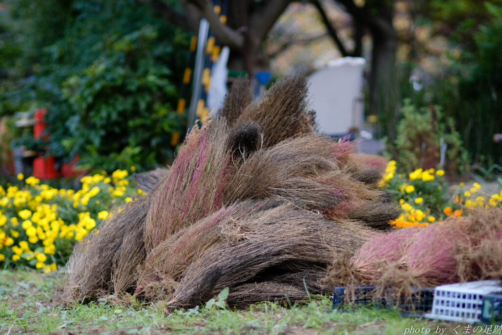 眠りにつく秋のけものたち