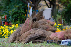 眠りにつく秋のけものたち