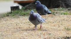 旦那、なんか御用ですかい？