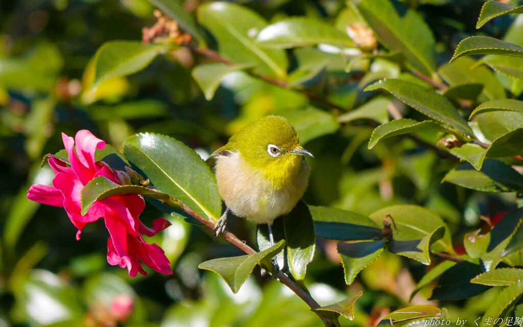 あなた鳥憑かれていますよ