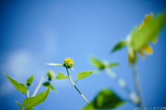 Children in the Summer