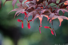紅、舞う