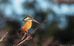 遭遇率の高い奴