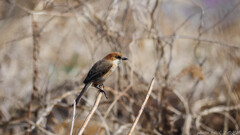 百舌鳥の恩返し