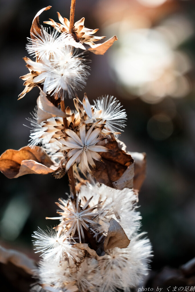 Wild dried flowers