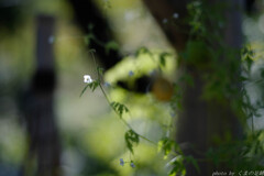 幽けき花