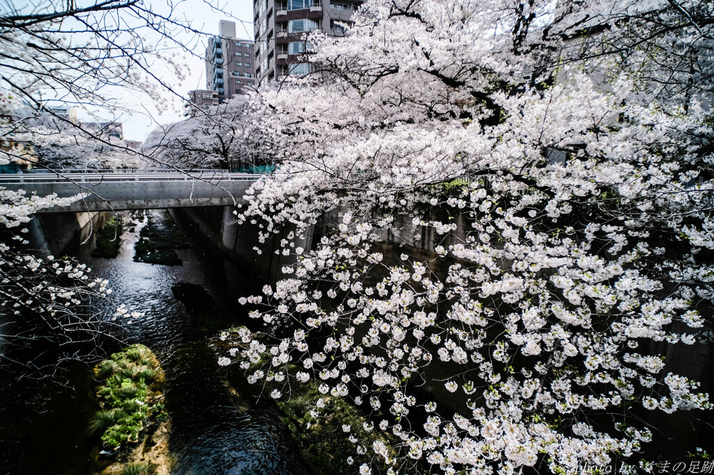 桜花現象