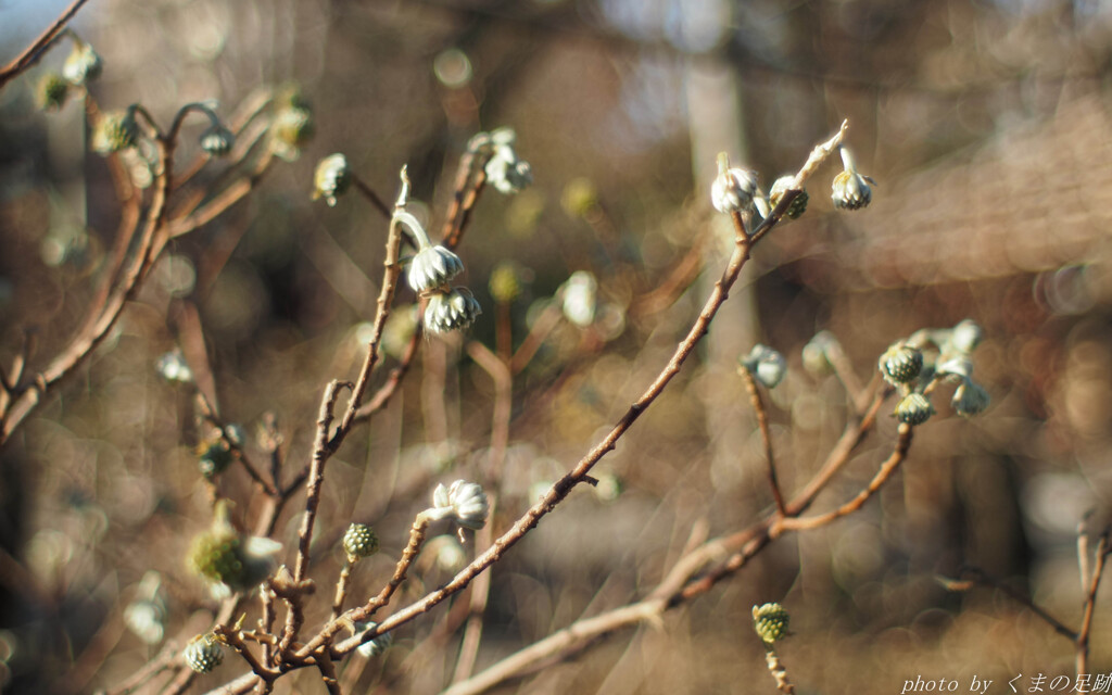 キャラクター不詳