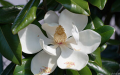 日の丸の花