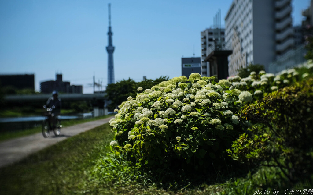 ブロッコリーかカリフラワーか