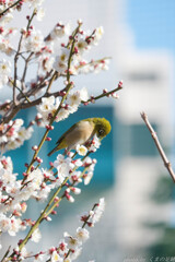 どこ吹く寒風