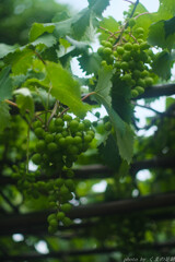 時はめぐりまた夏が来て