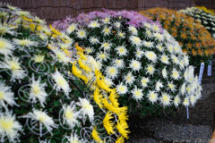 傘の花が咲く(^^♪