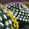 傘の花が咲く(^^♪