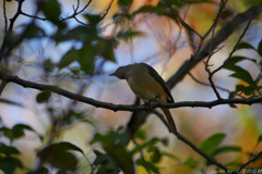 シルエットクイズ