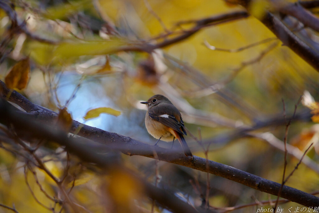 お嬢さん、よくお会いしますね