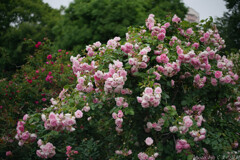 薔薇降る頃