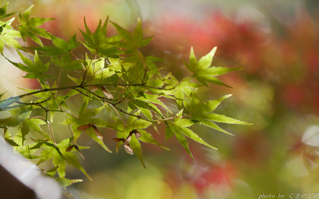 やがて紅に溶けてゆく