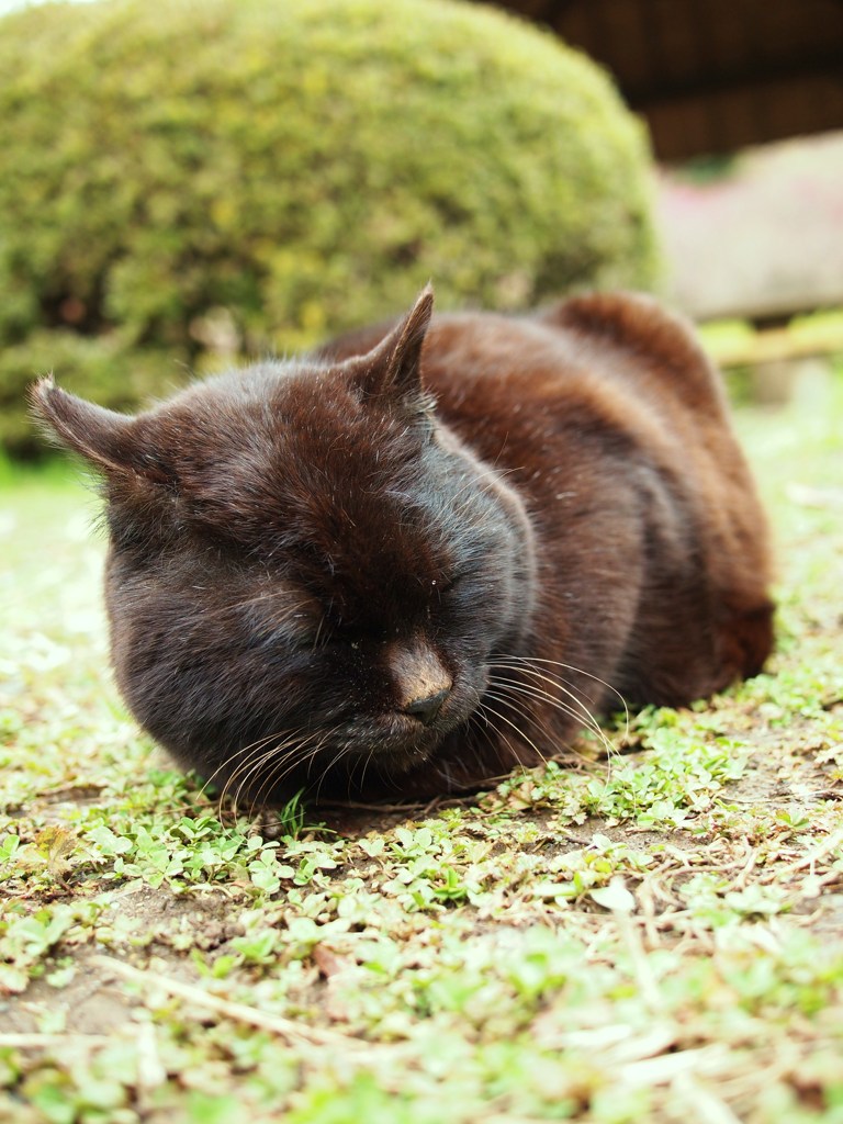 春は寝て待つ