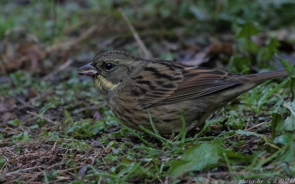 近づいてくる奴