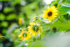 君が見えなくなるまで